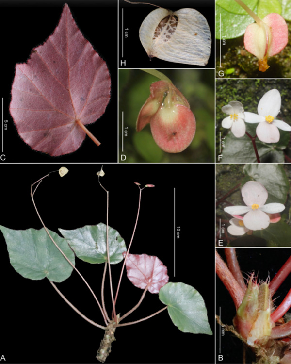 Misamis University Researchers Contribute to Discovery of New Begonia Species in Mindanao