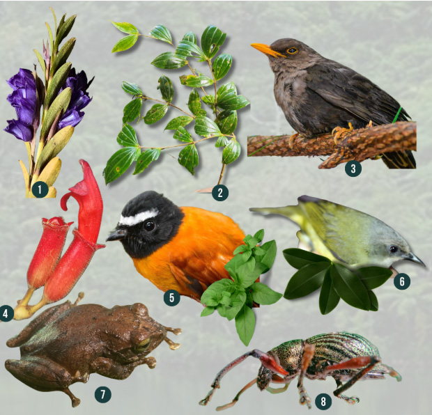 Misamis University Strengthens SDG 15 Commitment Through Comprehensive Environmental Policies