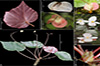 Misamis University Researchers Contribute to Discovery of New Begonia Species in Mindanao